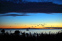 Flock of Eurasian cranes (Grus grus ) flying at dusk before roosting, High Coast / Kvarken Archipelago UNESCO Natural World Heritage Site, Finland, September 2016