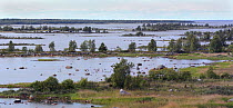 De Geer moraine ridges, area of glacial deposits,  Kvarken, High Coast / Kvarken Archipelago UNESCO Natural World Heritage Site, Finland, June