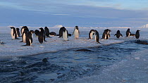 Group of Adelie penguins (Pygoscelis adeliae) swimming in a tide crack, lots jump out, Adelie Land, Antarctica, January.