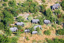 Aerial view of herd of African elephants (Loxodonta africana) walking on dry land, Okavango delta, Botswana, Africa