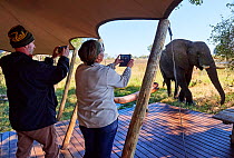 Tourists with cell phones photographing elephant (Loxodonta africana) approaching guest lodge, Duba Expedition Camp, Duba Plains concession, Okavango delta, Botswana, Southern Africa