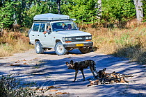 Tourists in car observing African wild dog pack (Lycaon pictus) resting on the main track road. Moremi National Park, Okavango delta, Botswana, Southern Africa