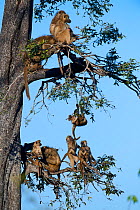 Chacma baboon (Papio ursinus) family roosting in a tree  with juveniles playing, Duba Plains concession, Okavango delta, Botswana, Southern Africa