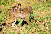Chacma baboon (Papio ursinus) mother carrying baby on her back, Moremi National Park, Okavango Delta, Botswana, Southern Africa