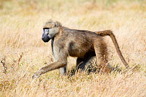 Chacma baboon (Papio ursinus), Duba Plains concession, Okavango delta, Botswana, Southern Africa