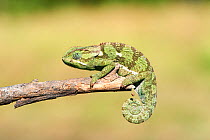 Flap necked chameleon (Chamaeleo dilepis), Moremi National Park, Okavango Delta, Botswana, Southern Africa