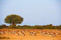 Red lechwe herd grazing (Kobus leche). Duba Plains concession, Okavango delta, Botswana, Southern Africa