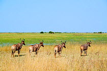 Four Topi / Tsessebe antelope (Damaliscus lunatus) portrait. Duba Plains concession, Okavango delta, Botswana, Southern Africa