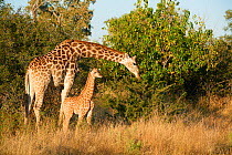 Giraffe  female and calf (Giraffa camelopardalis angolensis). Moremi National Park, Okavango Delta, Botswana, Southern Africa