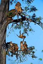 Chacma baboon (Papio ursinus) family roosting in a tree  with juveniles playing, Duba Plains concession, Okavango delta, Botswana, Southern Africa