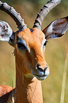 Male impala portrait (Aepyceros melampus). Moremi National Park, Okavango delta, Botswana, Southern Africa