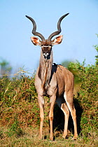 Greater kudu (Tragelaphus strepsiceros) male. Moremi National Park, Okavango delta, Botswana, Southern Africa