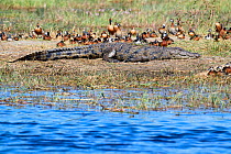 Nile crocodile (Crocodylus niloticus) resting with flock of white-faced whistling duck around (Dendrocygna viduata). Moremi National Park, Okavango delta, Botswana, Southern Africa