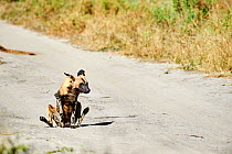 African wild dog (Lycaon pictus) scooting / rubbing its rear end. Moremi National Park, Okavango delta, Botswana, Southern Africa