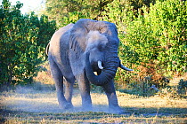 African elephant   (Loxodonta africana) bull spraying dust on injured eye to minimize fly annoyance, Moremi National Park, Okavango delta, Botswana, Southern Africa