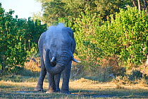 African elephant  (Loxodonta africana) bull spraying dust on injured eye to minimize fly annoyance, Moremi National Park, Okavango delta, Botswana, Southern Africa
