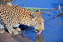 African leopard female (Panthera pardus) drinking. Moremi National Park, Okavango delta, Botswana, Southern Africa