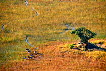 Aerial view of Lechwe (Kobus leche) crossing wetlands, Okavango Delta, Botswana, Africa