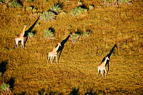 Aerial view of Giraffe group running (Giraffa camelopardalis angolensis) with shadow at sunrise, Okavango delta, Botswana, Africa
