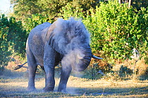 African elephant bull spraying dust on injured eye to minimize fly annoyance (Loxodonta africana), Moremi National Park, Okavango delta, Botswana, Southern Africa