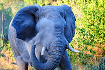 African elephant  (Loxodonta africana), bull spraying dust on injured eye to minimize fly annoyance, Moremi National Park, Okavango delta, Botswana, Southern Africa