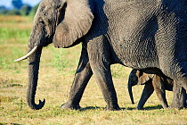 African elephant mother and young calf (Loxodonta africana), Duba Plains, Okavango Delta, Botswana, Southern Africa
