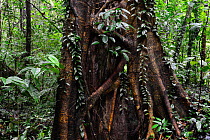 Enormous rainforest tree trunk supporting epiphytic plants, Gunung Mulu National Park UNESCO Natural World Heritage Site, Malaysian Borneo.