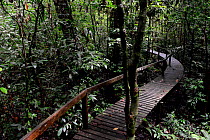 Wooden walkway through the interior of the Gunung Mulu National Park UNESCO Natural World Heritage Site, Malaysian Borneo.