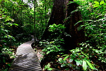 Wooden walkway through the interior of the Gunung Mulu National Park UNESCO Natural World Heritage Site, Malaysian Borneo.