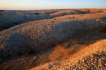 Shells on the coast, Banc d'Arguin National Park UNESCO World Heritage Site, Mauritania.