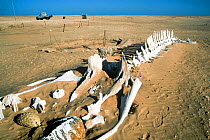Whale skeleton stranded on the beach, Banc d'Arguin National Park UNESCO World Heritage Site, Mauritania.