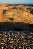 Shells  on the coast, Banc d'Arguin National Park UNESCO World Heritage Site, Mauritania.