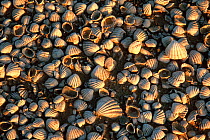 Shells on coast of the Banc d'Arguin National Park,  Banc d'Arguin National Park UNESCO World Heritage Site, Mauritania.