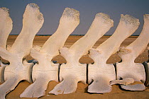 Close up of vertebrae of whale skeleton stranded on the beach, Banc d'Arguin National Park UNESCO World Heritage Site, Mauritania.