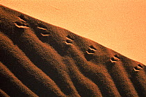 Rodent footprints in the sand of the dunes at dawn. Banc d'Arguin National Park UNESCO World Heritage Site, Mauritania.