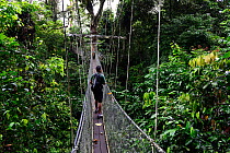 Man walking across the Mulu Skywalk, the world's longest tree canopy walkway , 480 metres long and suspended 20 metres above the forest floor.Gunung Mulu National Park UNESCO Natural World Heritage Si...