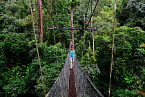Woman walking across the Mulu Skywalk, the world's longest tree canopy walkway , 480 metres long and suspended 20 metres above the forest floor.Gunung Mulu National Park UNESCO Natural World Heritage...