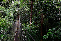 Mulu Skywalk, the world's longest tree canopy walkway , 480 metres long and suspended 20 metres above the forest floor.Gunung Mulu National Park UNESCO Natural World Heritage Site, Malaysian Borneo. N...