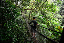 Man walking across the Mulu Skywalk, the world's longest tree canopy walkway , 480 metres long and suspended 20 metres above the forest floor.Gunung Mulu National Park UNESCO Natural World Heritage Si...