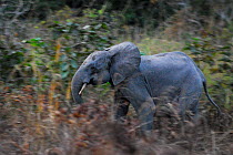 Forest elephant (Loxodonta africana cyclotis) Lop National Park, Ecosystem and Relict Cultural Landscape of Lop-Okanda UNESCO World Heritage Site, Gabon.