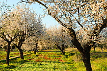 Almond trees (Prunus dulcis) in bloom. Ibiza, Biodiversity and Culture  UNESCO World Heritage Site, Ibiza, Spain, February.
