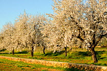 Almond trees (Prunus dulcis) in bloom. Ibiza, Biodiversity and Culture UNESCO World Heritage Site, Ibiza, Spain, February.