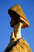 Pinnacles, also known as fairy chimneys or hoodoo,  Love Valley. Goreme National Park and the Rock Sites of Cappadocia UNESCO World Heritage Site. Turkey. December 2006.