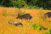 Forest elephant (Loxodonta africana cyclotis) Lop National Park, Ecosystem and Relict Cultural Landscape of Lop-Okanda UNESCO World Heritage Site, Gabon.