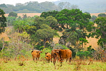 Forest buffalo (Syncerus caffer nanus) Lop National Park, Ecosystem and Relict Cultural Landscape of Lop-Okanda UNESCO World Heritage Site, Gabon.