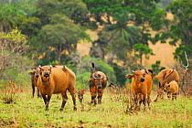 Forest buffalo (Syncerus caffer nanus) Lop National Park, Ecosystem and Relict Cultural Landscape of Lop-Okanda UNESCO World Heritage Site, Gabon.