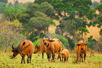 The forest buffalo (Syncerus caffer nanus) Lop National Park, Ecosystem and Relict Cultural Landscape of Lop-Okanda UNESCO World Heritage Site, Gabon.