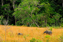 African forest elephant (Loxodonta africana cyclotis) Lop National Park, Ecosystem and Relict Cultural Landscape of Lop-Okanda UNESCO World Heritage Site, Gabon.