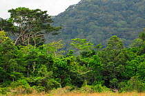 Forest landscape in Lop National Park, Ecosystem and Relict Cultural Landscape of Lop-Okanda UNESCO World Heritage Site, Gabon.