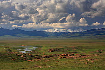 Upland plateua of Lake Sonkel, 3000m, Inner Tien-Shan region, Western Tien-Shan UNESCO Natural World Heritage Site, Kyrgyzstan Republic, June 2016
